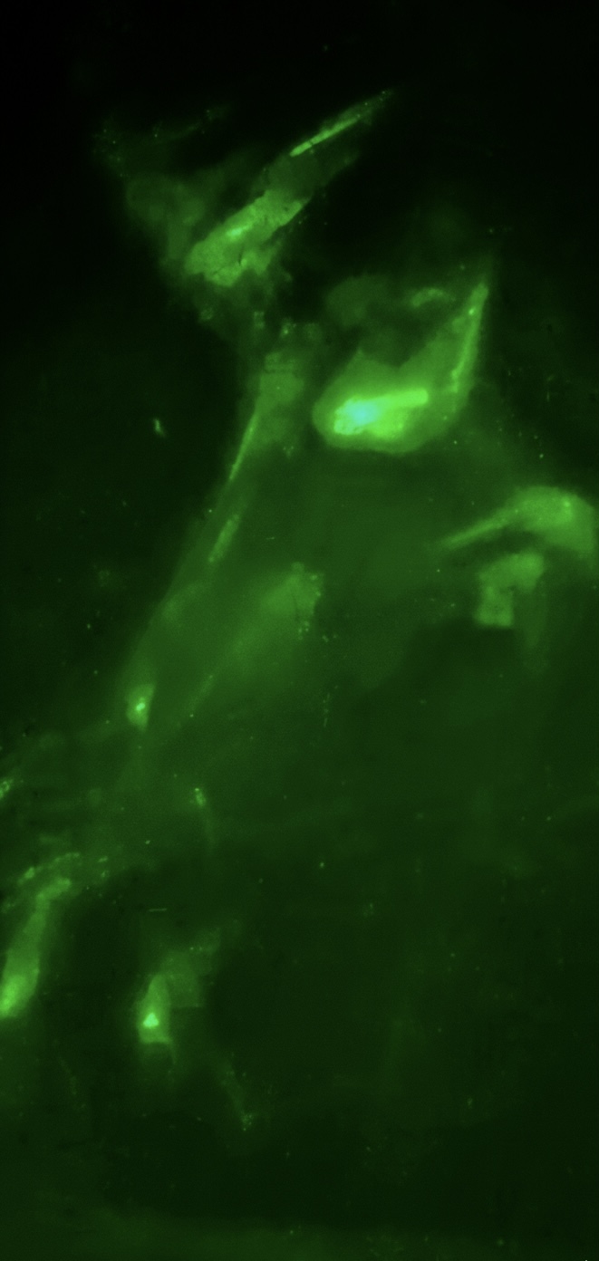 NOERIS green light structure close-up
